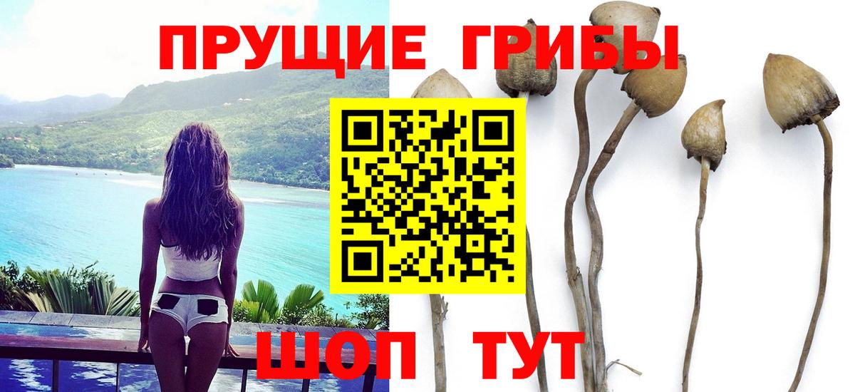Псилоцибиновые грибы GOLDEN TEACHER Зеленокумск